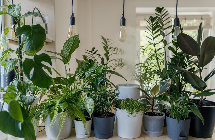 Non-Toxic Plants to Grow in Your Home