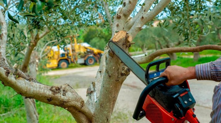 Professional Tree Services Improve