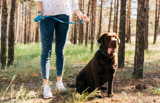 4 Factors to Consider When Choosing a Harness for Your Hearing Service Dog